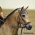 Peruvian Horse Show